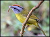 Click here to enter gallery and see photos of: Tropical Parula; Tennessee, Flame-throated, Black-throated Green, Black-cheeked, Black-and-white, American Yellow, Audubon's, Townsend's, MacGillivray's, Wilson's, Russet-crowned and Golden-crowned Warblers.