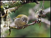 Click here to enter gallery and see photos/pictures/images of Tennessee Warbler