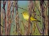 Click here to enter gallery and see photos/pictures/images of American Yellow Warbler gallery
