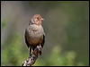 Click here to enter gallery and see photos/pictures/images of California Towhee