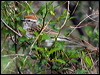 Click here to enter gallery and see photos/pictures/images of Chipping Sparrow