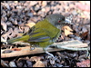 Click here to enter gallery and see photos/pictures/images of Dusky Bush Tanager