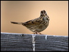 Click here to enter gallery and see photos/pictures/images of Lincoln's Sparrow