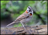 Click here to enter gallery and see photos/pictures/images of Rufous-collared Sparrow