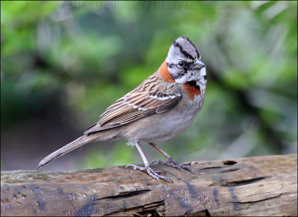 Rufous-collared Sparrow rufouscollar_sparrow_27823.psd