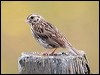 Click here to enter gallery and see photos/pictures/images of Savannah Sparrow