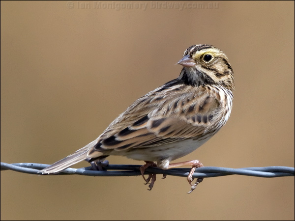 Savannah Sparrow savannah_sparrow_109514.psd
