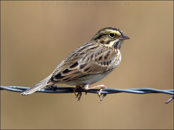 Savannah Sparrow savannah_sparrow_109515.psd