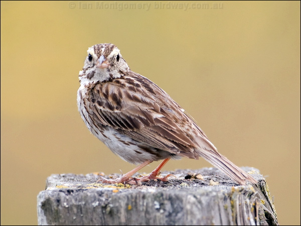 Savannah Sparrow savannah_sparrow_70176.psd