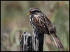 Click here to enter gallery and see photos/pictures/images of Song Sparrow