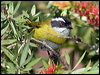 Click here to enter gallery and see photos/pictures/images of Sooty-capped Bush Tanager