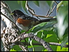 spotted_towhee_66766