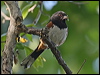 spotted_towhee_66785