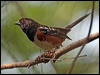 Click here to enter gallery and see photos/pictures/images of Spotted Towhee
