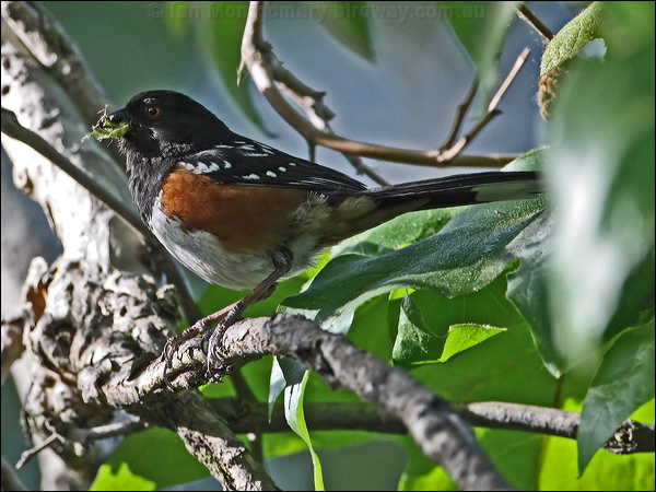 Spotted Towhee spotted_towhee_66766.psd
