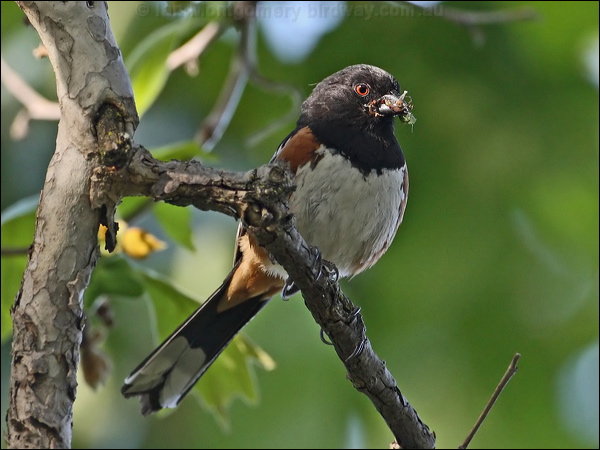 Spotted Towhee spotted_towhee_66785.psd