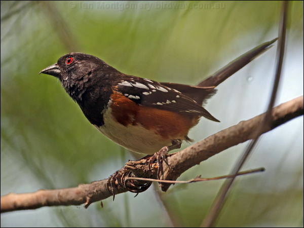 Spotted Towhee spotted_towhee_67693.psd