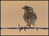 Click here to enter gallery and see photos/pictures/images of Vesper Sparrow