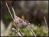Click here to enter gallery and see photos/pictures/images of White-crowned Sparrow