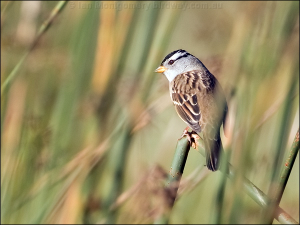 White-crowned Sparrow white_crown_sparrow_110475.psd