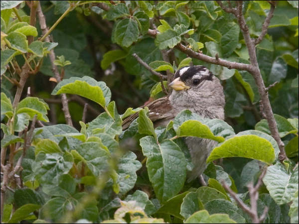 White-crowned Sparrow white_crown_sparrow_69692.psd