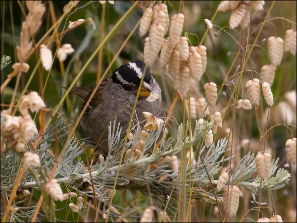 White-crowned Sparrow white_crown_sparrow_69709.psd