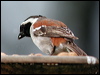 Click here to enter gallery and see photos/pictures/images of Cape Sparrow