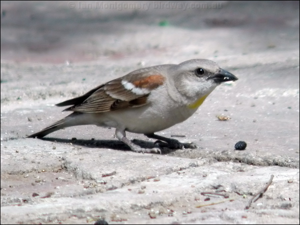 Yellow-throated Sparrow yell_throat_sparrow_17636.psd