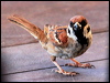 Click here to enter gallery and see photos of: House, Spanish, Russet, Eurasian Tree and Cape Sparrows; Chestnut-shouldered Petronia.
