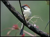 Click here to enter gallery and see photos/pictures/images of Russet Sparrow
