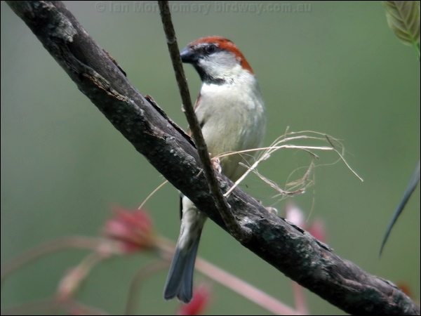 Russet Sparrow russet_sparrow_17463.psd