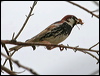 Click here to enter gallery and see photos/pictures/images of Spanish Sparrow