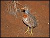Click here to enter gallery and see photos of: Plains-wanderer