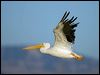 Click here to enter gallery and see photos of American White Pelican