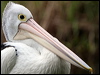 Click here to enter gallery and see photos of Australian Pelican
