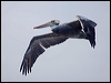 peruvian_pelican_208477