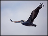peruvian_pelican_208478