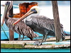 peruvian_pelican_27517