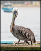 peruvian_pelican_27520