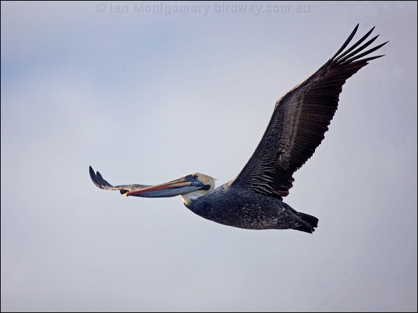 Peruvian Pelican peruvian_pelican_208478.psd