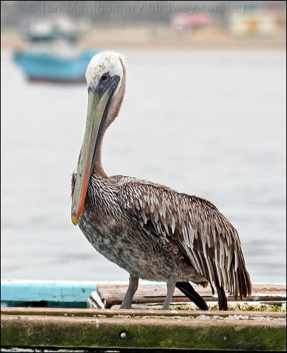 Peruvian Pelican peruvian_pelican_27520.psd