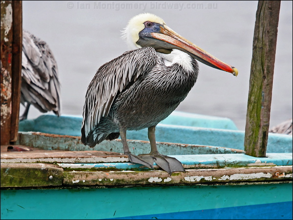 Peruvian Pelican peruvian_pelican_27523.psd