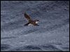 Click here to enter gallery and see photos of: Common Diving-Petrel