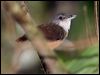 Click here to enter gallery and see photos of Horsfield's Babbler