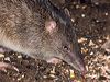 Click here to enter gallery and see photos/pictures/images of Northern Brown Bandicoot