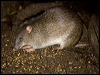Click here to enter gallery and see photos of: Northern Brown Bandicoot