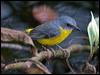 Click here to enter gallery and see photos/pictures/images of Eastern Yellow Robin