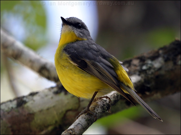 Eastern Yellow Robin yellow_robin_08430.psd