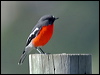 Click here to enter gallery and see photos/pictures/images of Flame Robin
