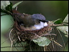 Click here to enter gallery and see photos/pictures/images of Grey-headed Robin